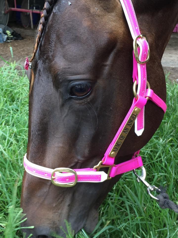 Champion trotting mare Arms Of An Angel wearing pink halter with engraved brass name plate SS Saddlery