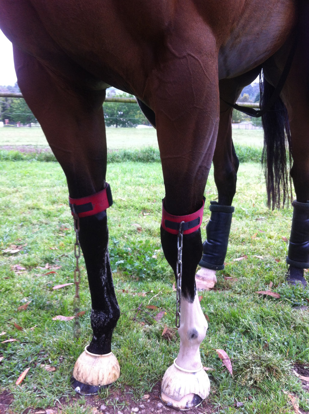 Red anti pawing cuffs fitted on horse's front legs — SS Saddldry