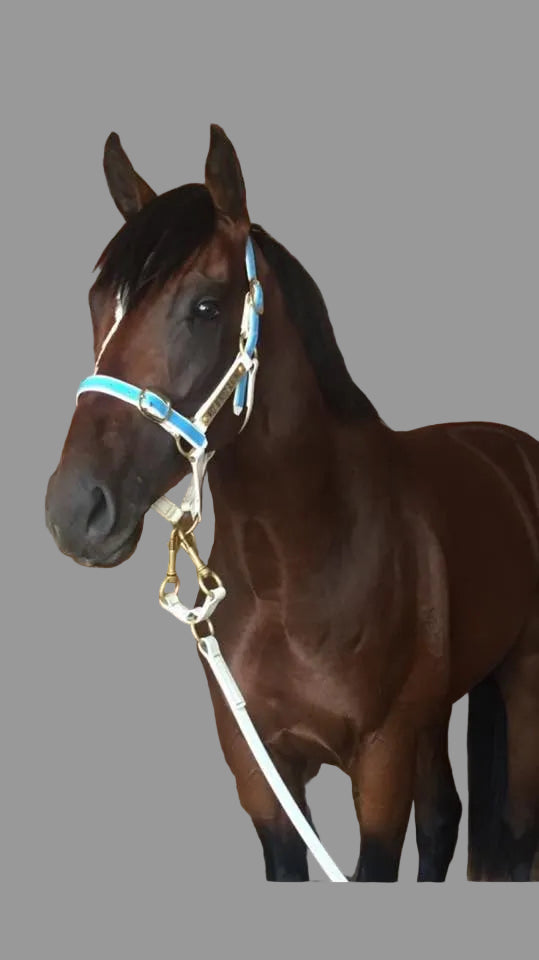 White Biothane double clip lead with brass clips on horse — SS Saddlery