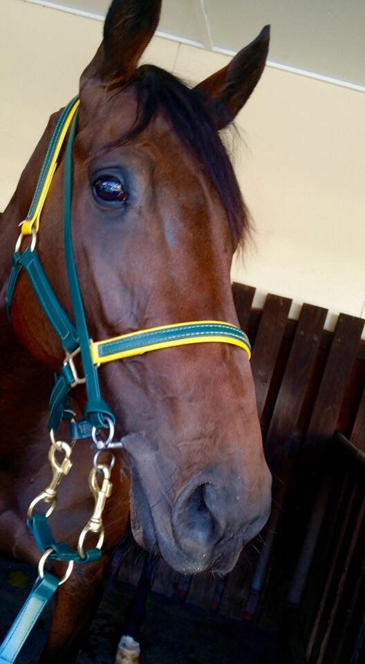 green and yellow Biothane rearing bit strap on horse matching green and yellow halter — SS Saddlery