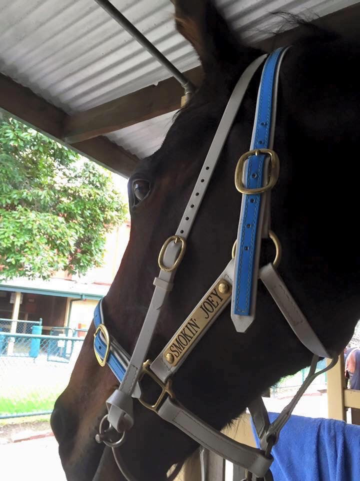 White biothane rearing bit strap with mtaching white and cyan name plate halter — SS Saddlery