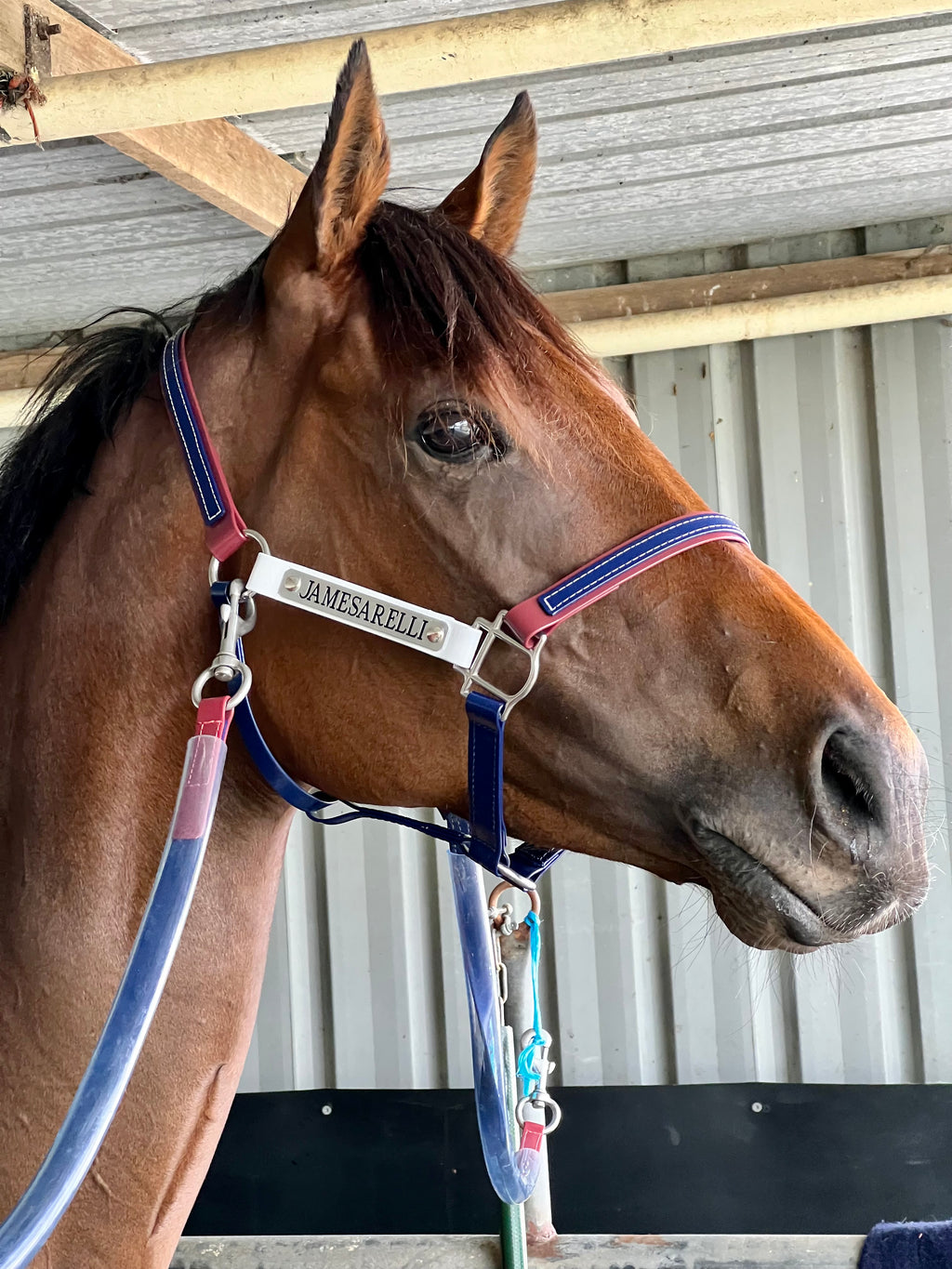 Navy and maroon Biothane race day tie-ups with clear tubing cover on horse — SS Saddlery