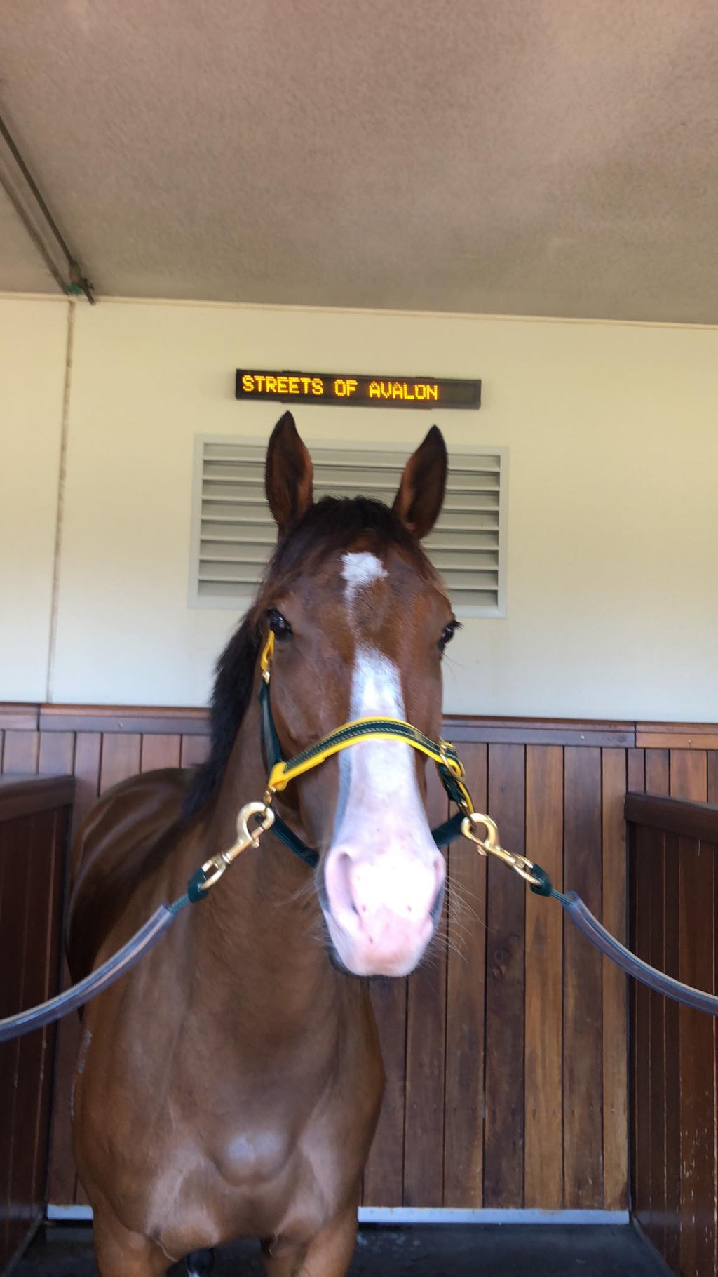 Green Biothane race day tie-ups on horse at Flemington Racecourse — SS Saddldry