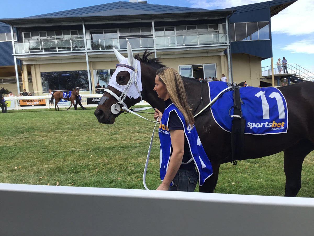 Race horse wearing white and navy SS Saddlery bridle with caveson noseband