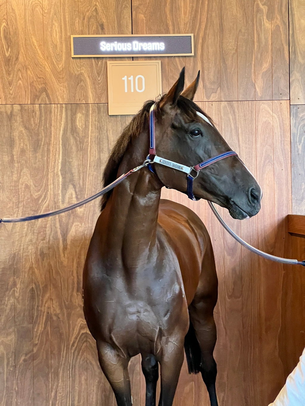 Navy and maroon Biothane race day tie-ups with brass clips and clear tubing on horse at Caulfield racecourse 