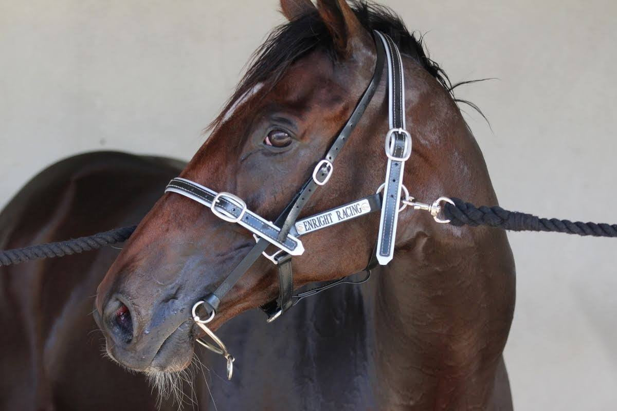 Black and grey Biothane rearing bit strap with matching black and grey name plate halter — SS Saddlery