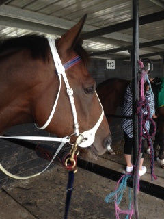 Navy and maroon Biothane double clip lead with brass clips on horse — SS Saddlery